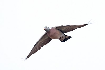 common wood pigeon
