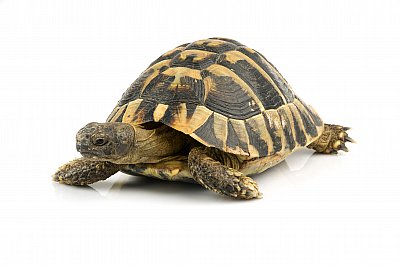 żółw lądowy